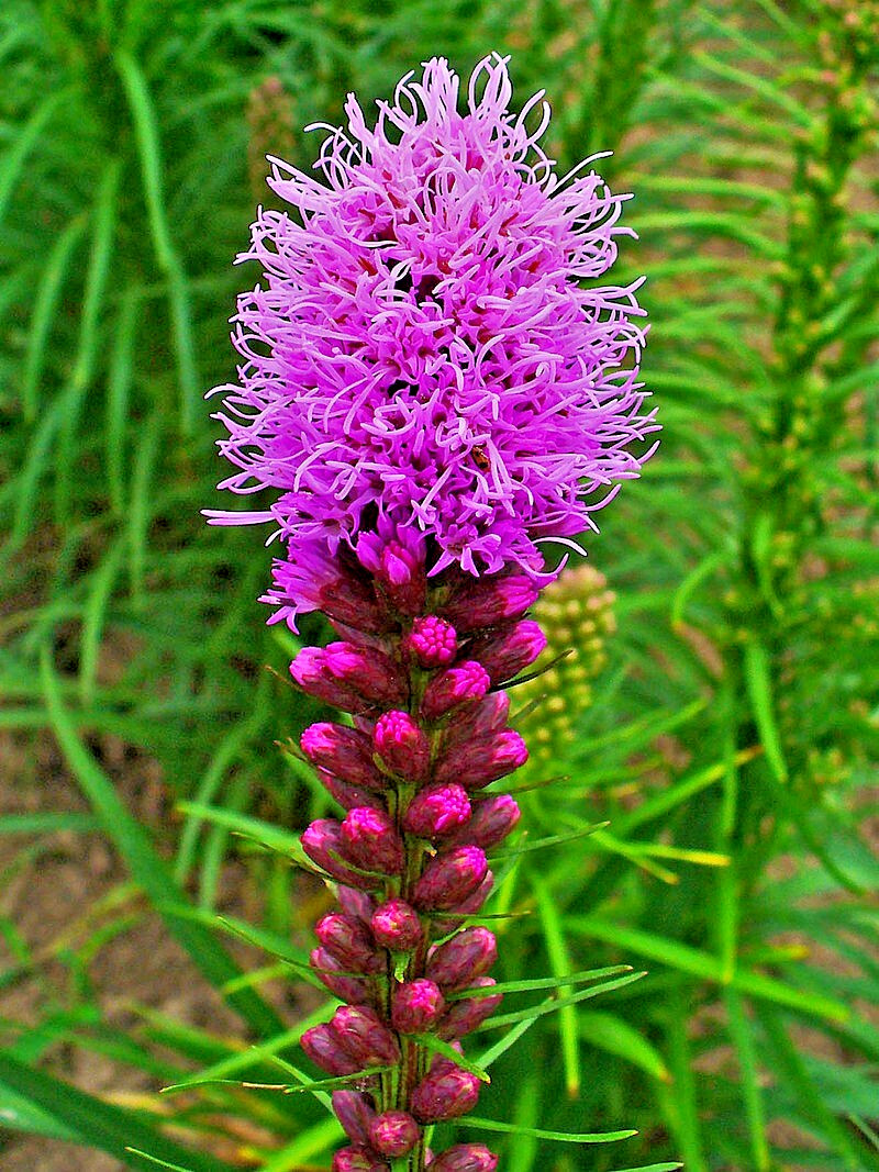 purple Liatris spicata 102 seeds, blazing star, gayfeather. no GMO. grown in USA