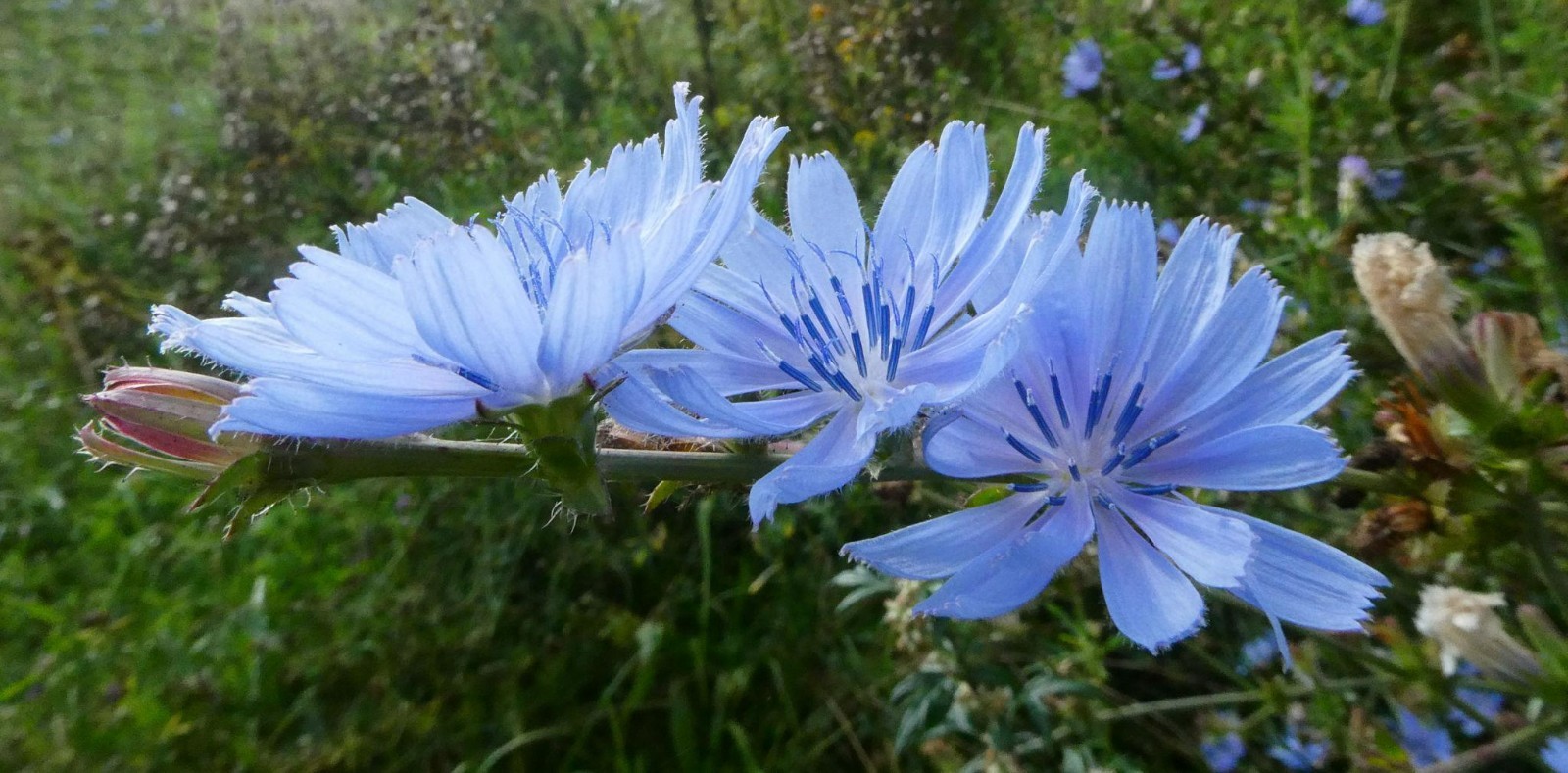 1000 Chicory Seeds, Cichorium intybus, Pollinator Friendly, Coffee Substitute