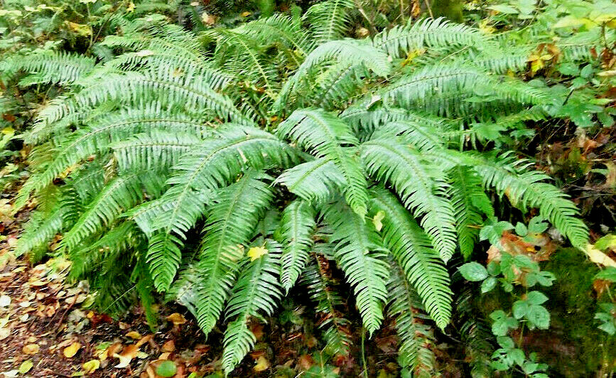 WESTERN SWORD FERN, 2000 (SEEDS)*, SPORE LARGE 3’X3’+, VERY HARDY TO -4 F.