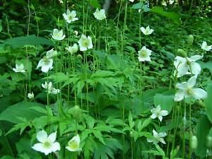 Anemone virginiana 250 seeds
