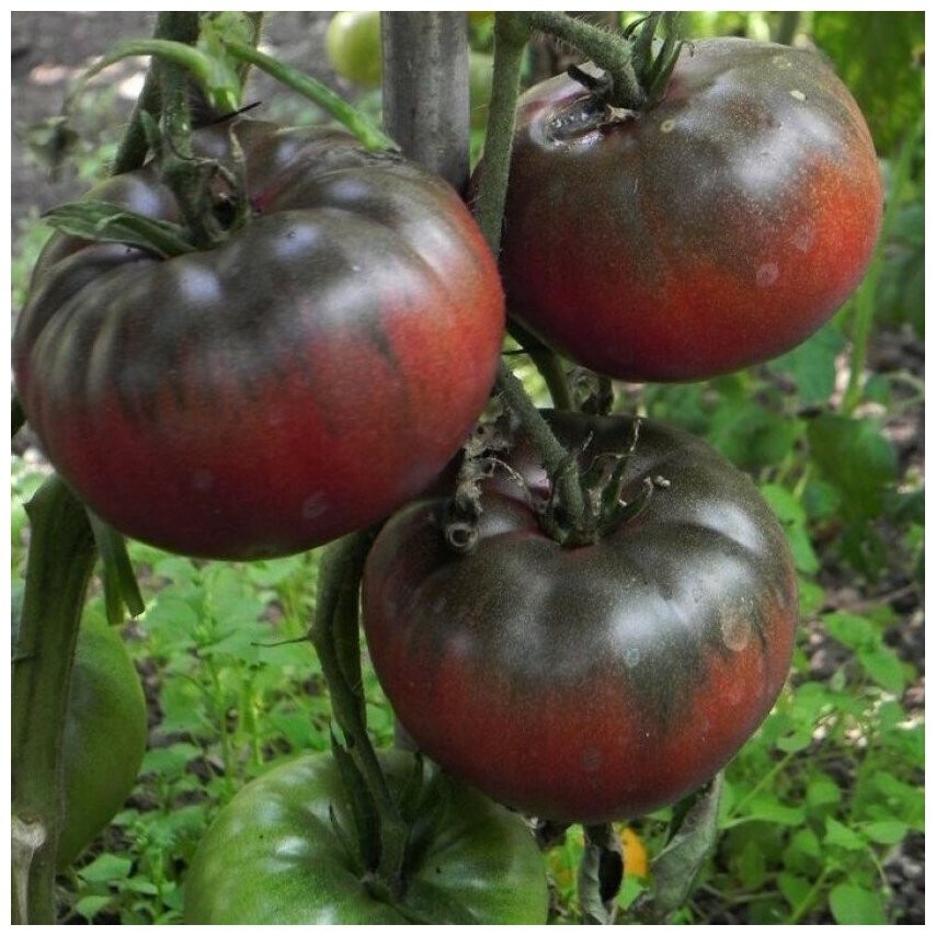 Gothic Heirloom Tomato Combo – 4 Dark Varieties – 50 Seeds Each 200 Seeds Total