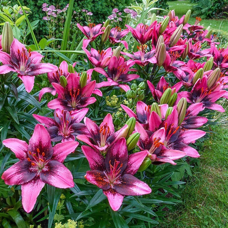 2 – PURPLE & BLACK TANGO Asiatic Lily Live Flower Bulbs – STUNNING PERENNIAL