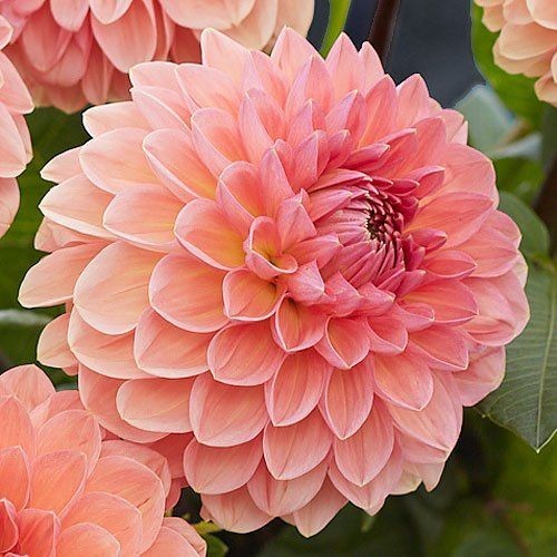 25 Dahlia Seeds Perennial Heirloom Pollinator Flower Flowers “Linda”