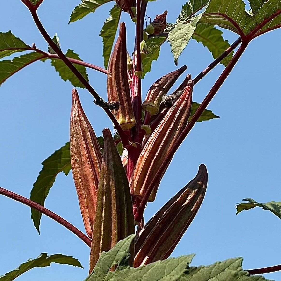 25+ Red Burgundy Okra Seeds – NON GMO — Heirloom — FRESH