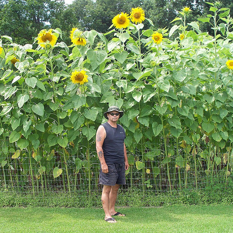 Giant Mammoth Grey Stripe Sunflower 10 Seeds Helianthus annuus Free Shipping!