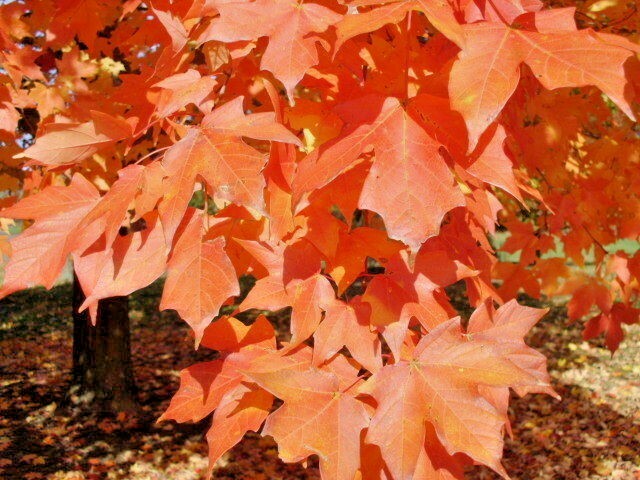 20 LEGACY SUGAR MAPLE SEEDS – Acer saccharum ” legacy “