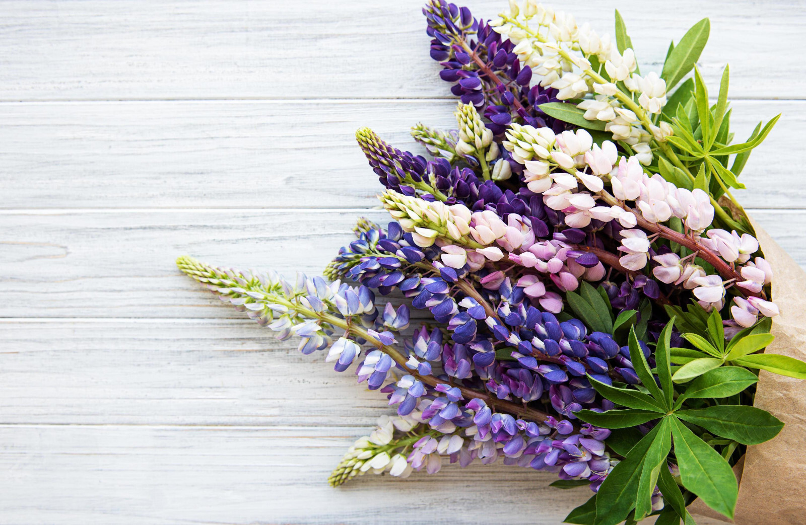 1/2 oz, 500+ seeds Russell Lupine Perennial Mixed Colors Lupinus Polyphyllus