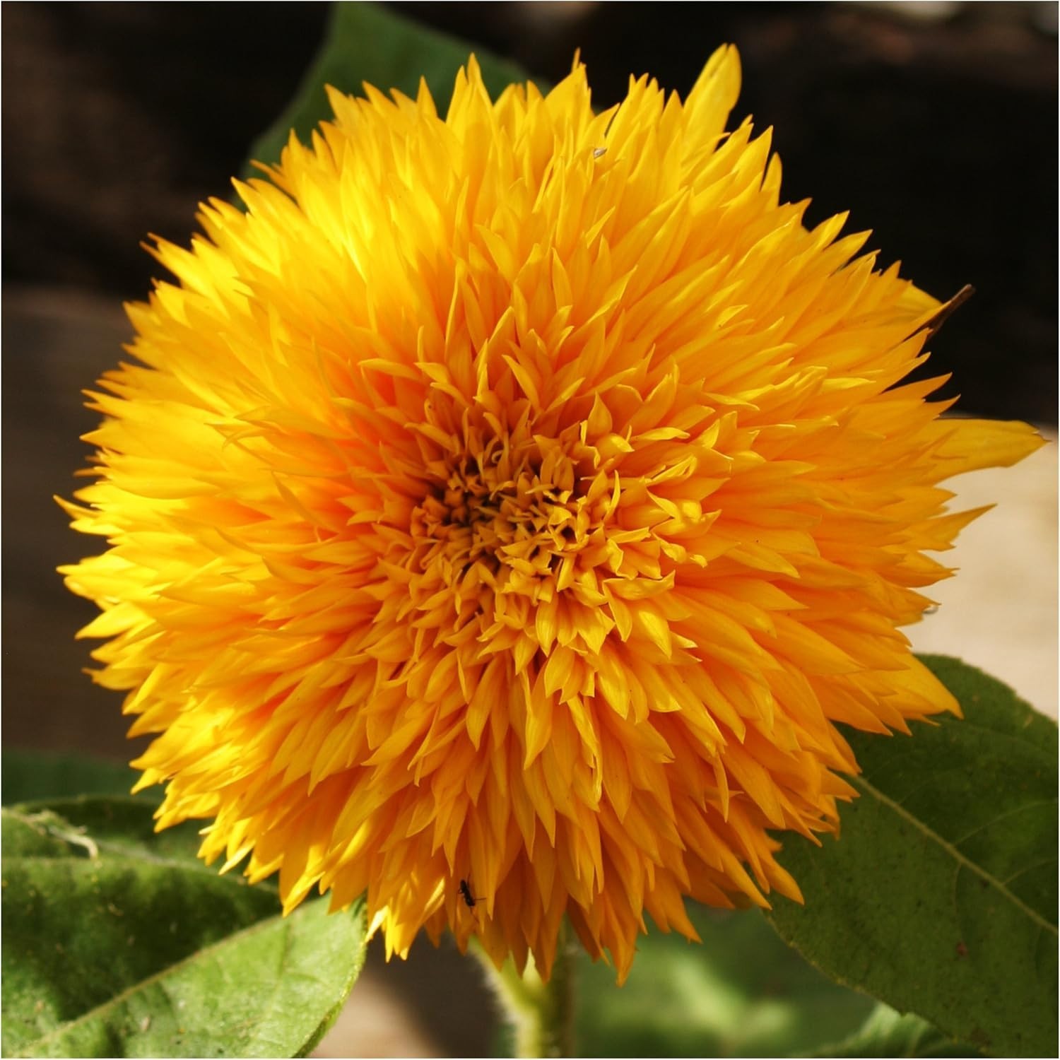 Seed Needs Sunflower Seed Packet Variety Collection – 6 Unique Varieties