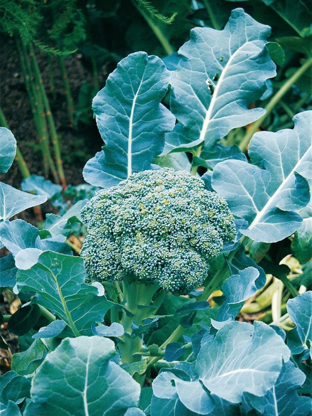 Green Calabrese Broccoli ORGANIC NON-GMO open pollinated garden planting!