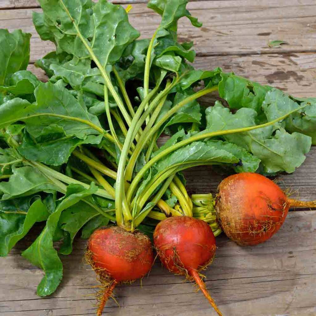100+ GOLDEN DETROIT BEET SEEDS FRESH HARVEST FOR 2024 GARDENS