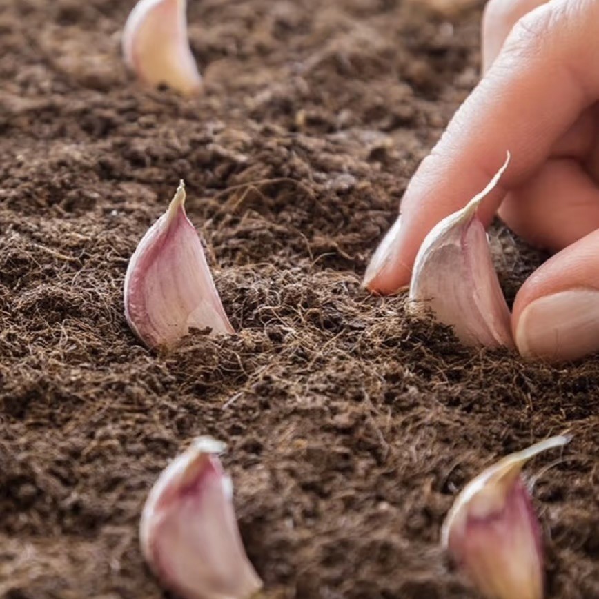 California Softneck Garlic, 6 Bulbs. Great for Fall or Spring Planting