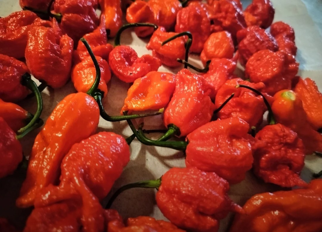 SUPERHOT!- Variety Pack – Over 200! Seeds – One Dozen Different Hot Varieties.