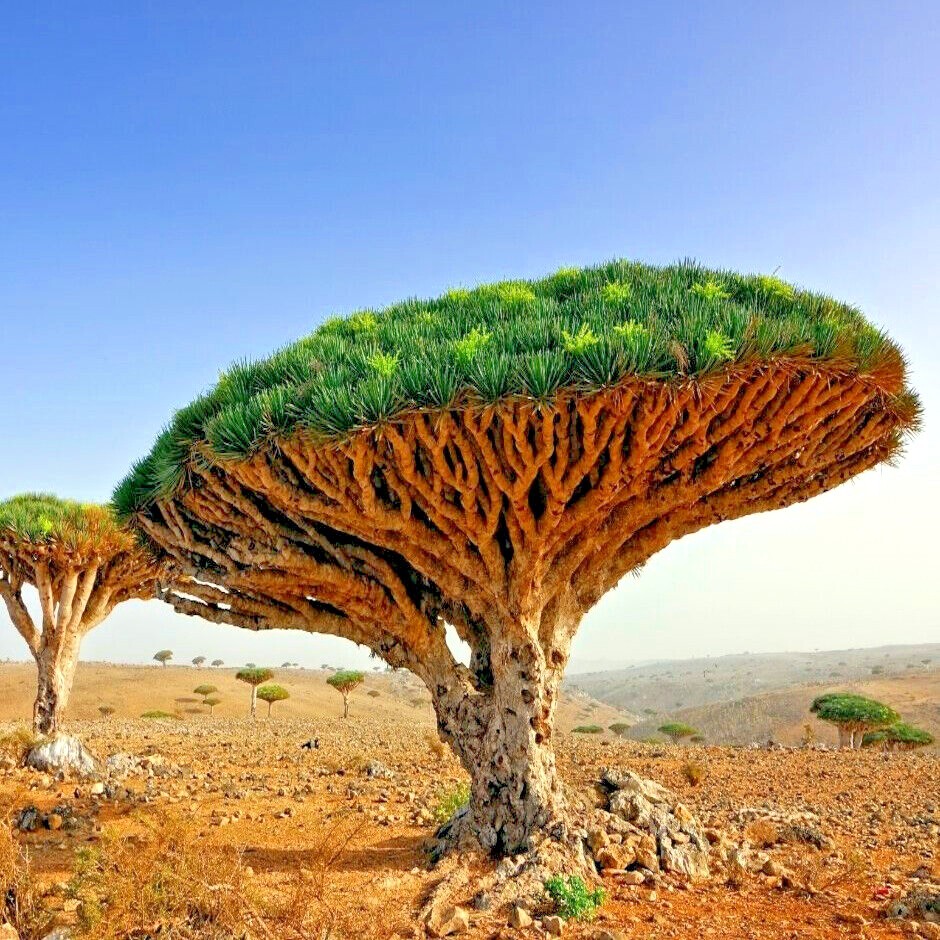 10 Dragon’s Blood Tree Seeds (Dracaena draco) Exotic Canary Island Palm Bonsai