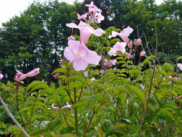 Podranea ricasoliana | Pink Trumpet Vine | Zimbabwe Creeper | 20 Seeds