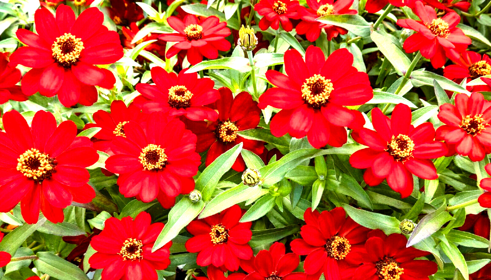 Meteor Zinnia Seed Mix 100+ Seeds NON-GMO BUY 4 GET FREE SHIPPING