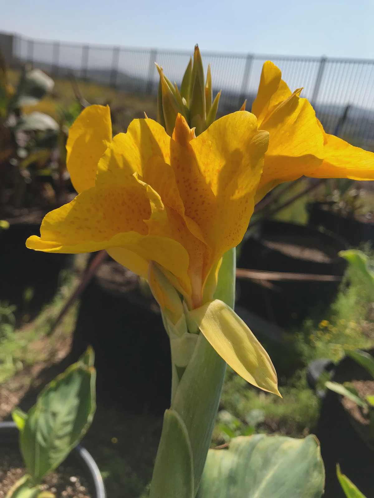 Golden Lucifer Rhizomes: Yellow, Red Speckled Blooms – 3-Rhizomes