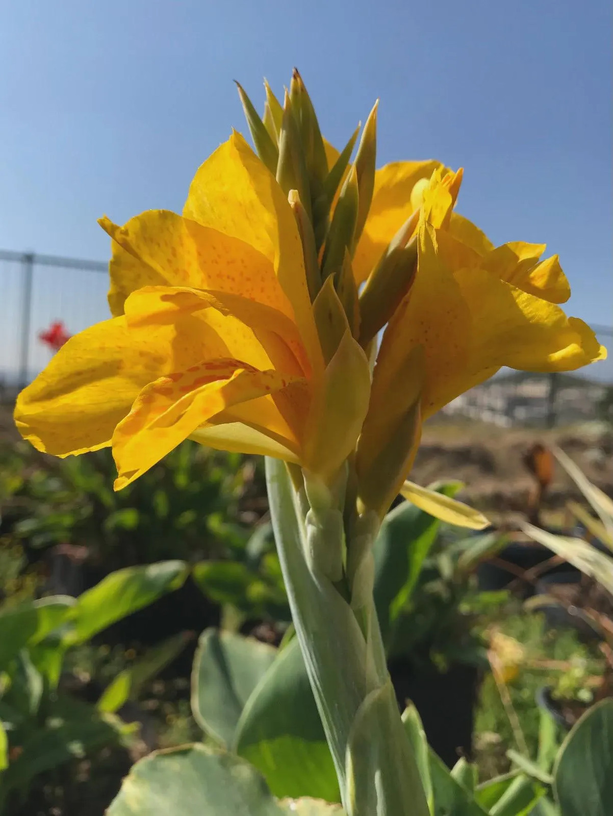 Golden Lucifer Rhizomes: Yellow, Red Speckled Blooms – 3-Rhizomes