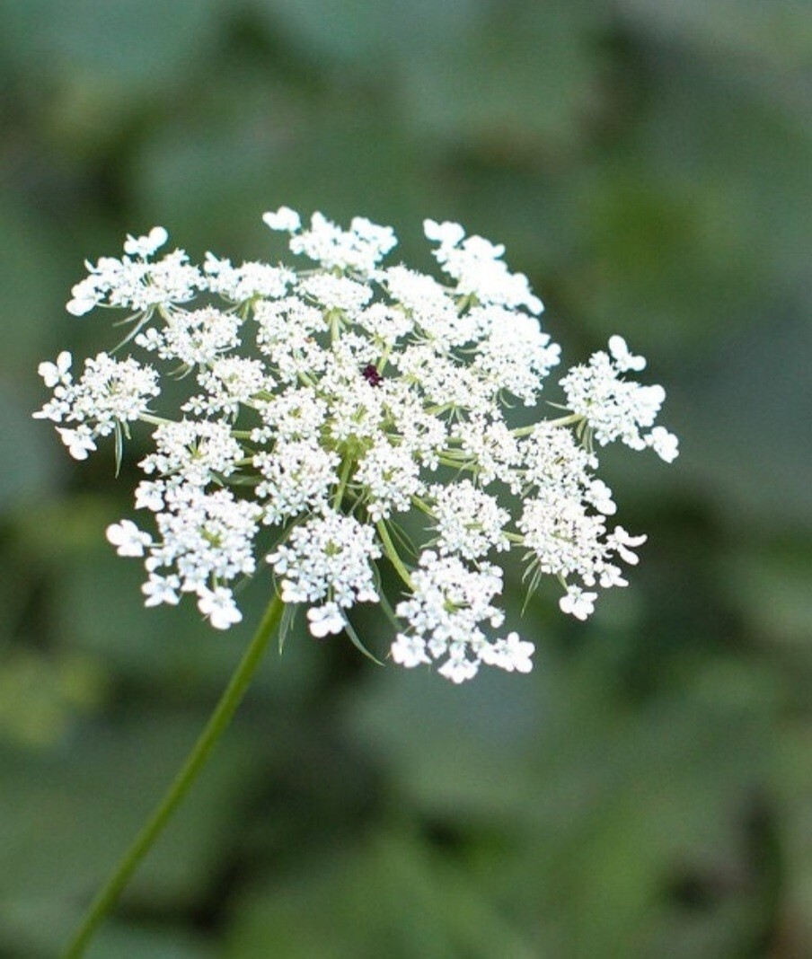 Queen Anne’s Lace (Daucus carota) SEEDS, organic