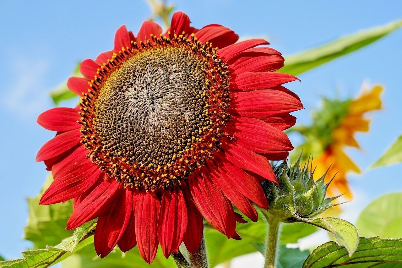 51+RED SUN SUNFLOWER Seeds Branching Cut Flowers Summer Garden Native Plant Easy