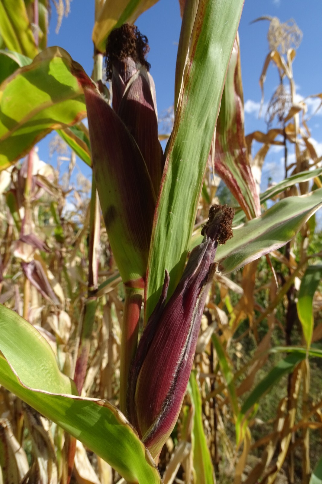 Red Husk Spectrum – Multi-colored popcorn with multiple ears on a stalk