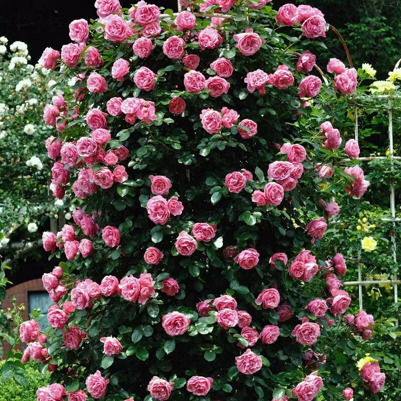20 SEEDS for Baby Pink RARE CLIMBER climbing Rose flower exotic plant USA Seller