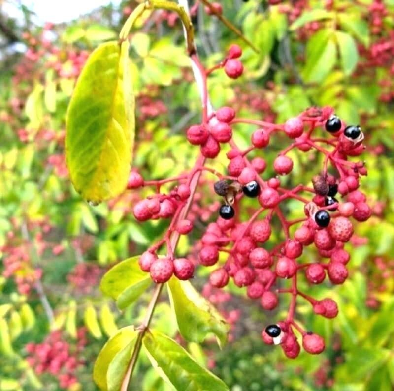 Szechuan Peppercorn Spice – “Zanthoxylum bungeanum” / Prickly Ash Berry/Chinese