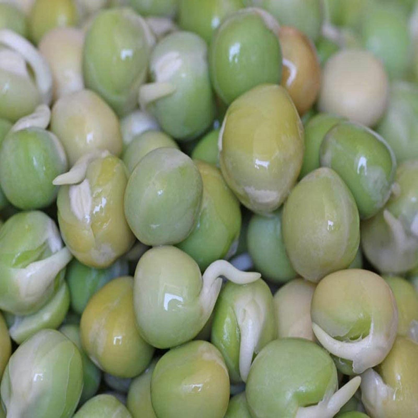 Peyton’s protein mix seeds for sprouting microgreens “Cool Beans N Sprouts”.