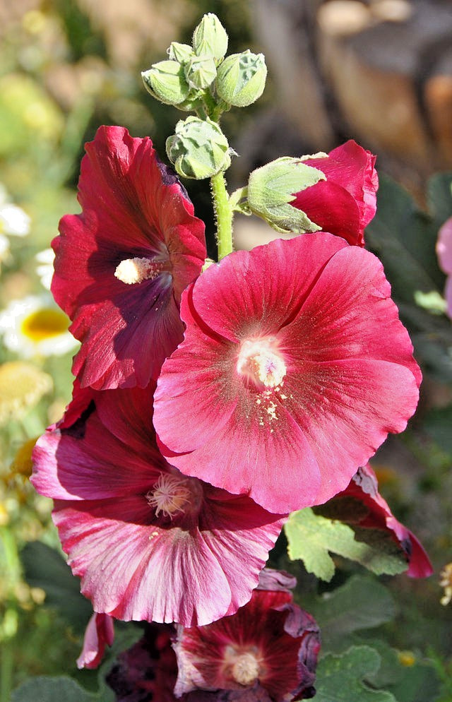 GIANT RED HOLLYHOCK 50 SEEDS, HARDY PERENNIAL, EZ TO GROW, USA SELLER