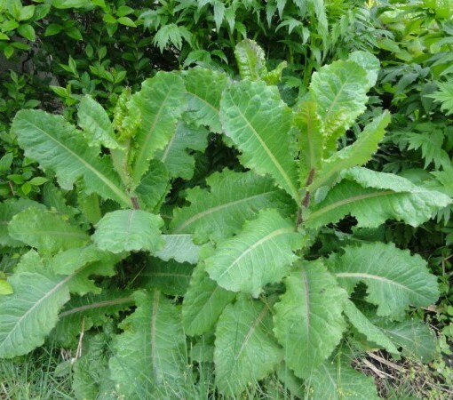 Lactuca virosa Seeds ~ 35+ Seeds ~ Wild Lettuce For Tea, Resin extract, Pain.