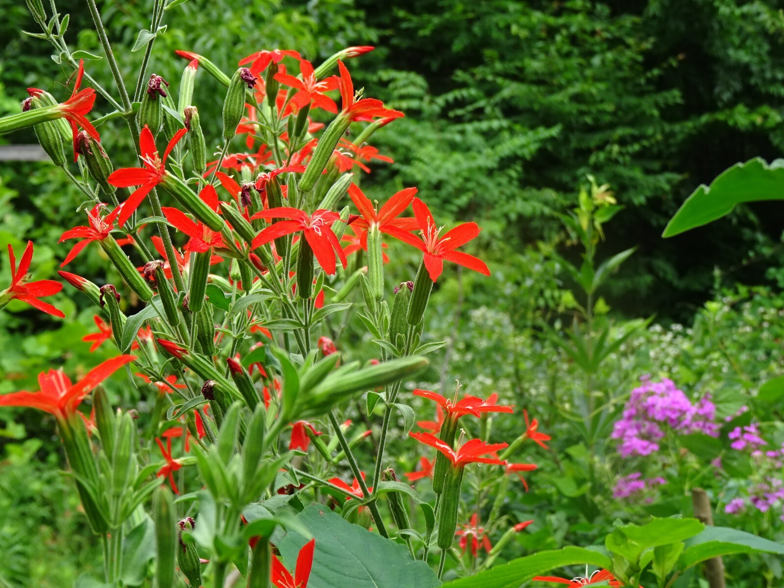 Royal catchfly Silene regia Native Perennial 20 seeds from 2024 for Hummingbirds