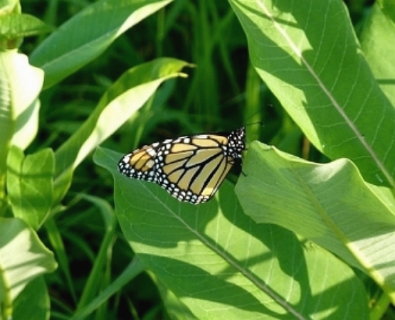 Common Milkweed Seeds 4 oz 1/4 pound Asclepias syriaca native wildflower monarch