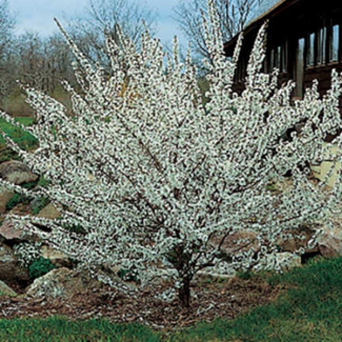 15 Nanking Bush Cherry Seeds.