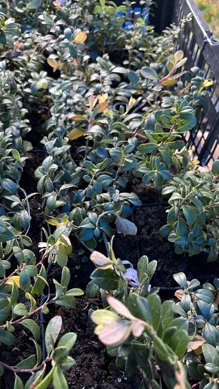 Linnea Lingonberry plant, well rooted plant 2-4 inches tall