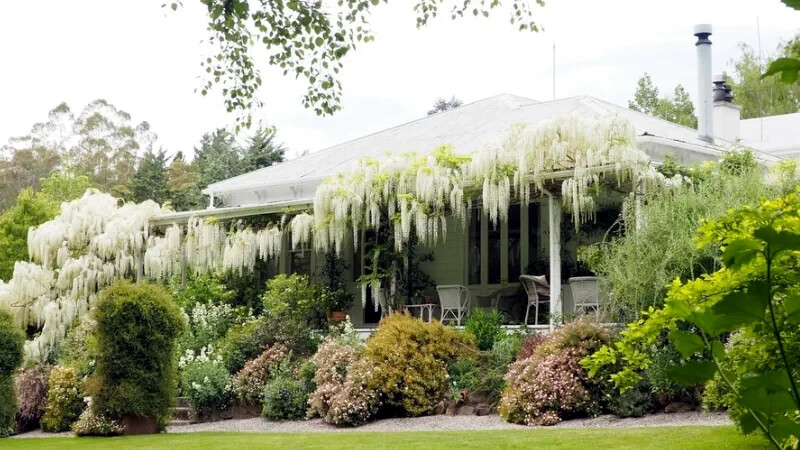 White Wisteria floribunda Alba Tree Seeds Climbing Flower Vine Plant Rare Hardy