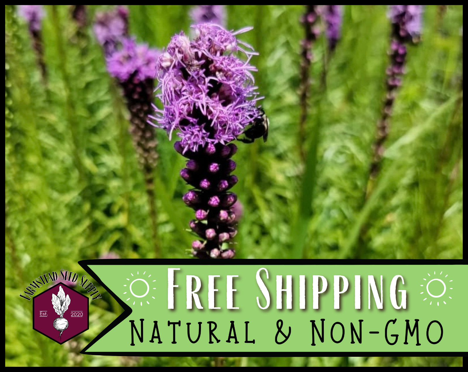 500+ Marsh Blazing Star Seeds | Native Wildflower Flower Garden, Liatris spicata