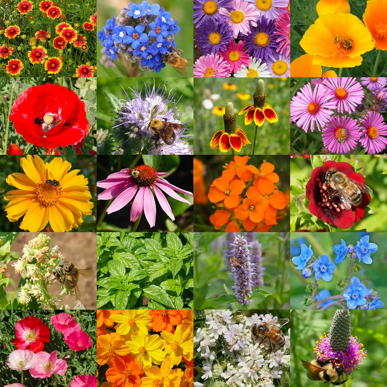 Pollinator Seed Mix Honey Bee Blend Wildflowers | Bulk 1 Ounce 12,500+ Heirloom