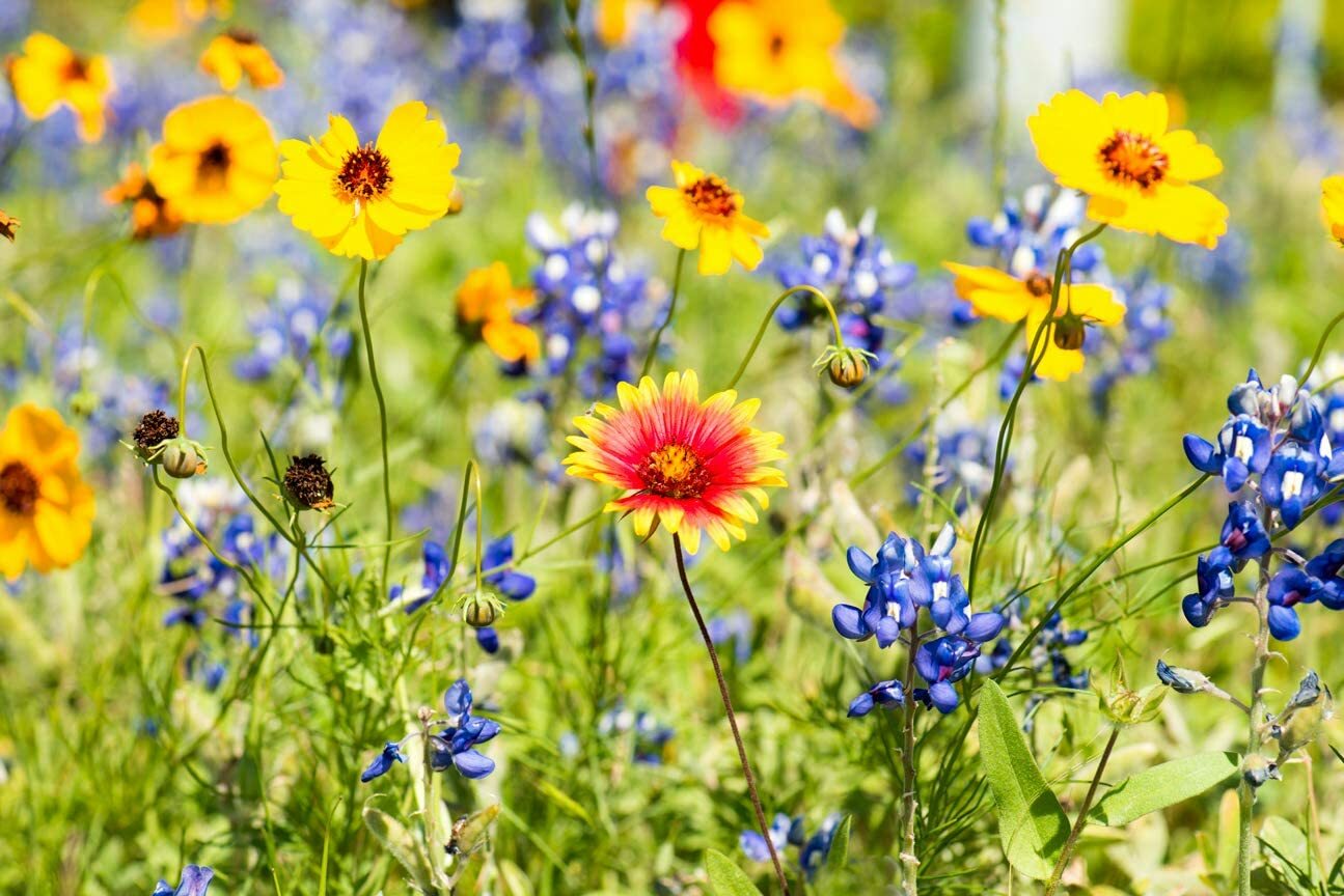 Drought Tolerant Wildflower Seeds Kit Open-Pollinated Bulk Wild Flower Seed
