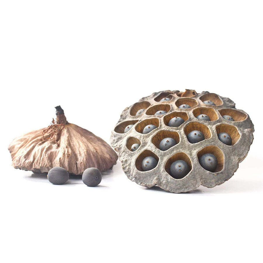 Dehydrated Lotus Seeds – Kamal Kakdi Premium Herbal Seeds FREE SHIP