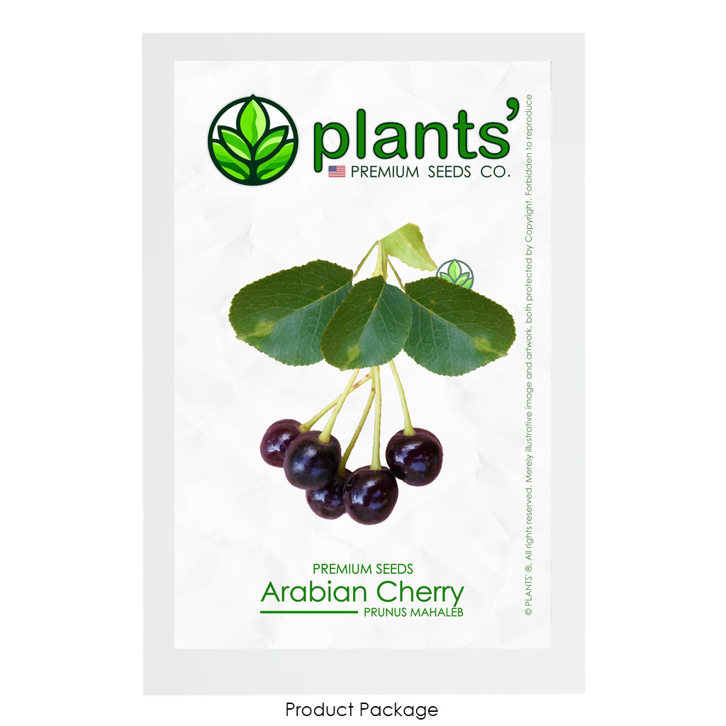 Arabian Cherry | Premium Seeds | Prunus mahaleb ‘Fruit’ | Plants’®