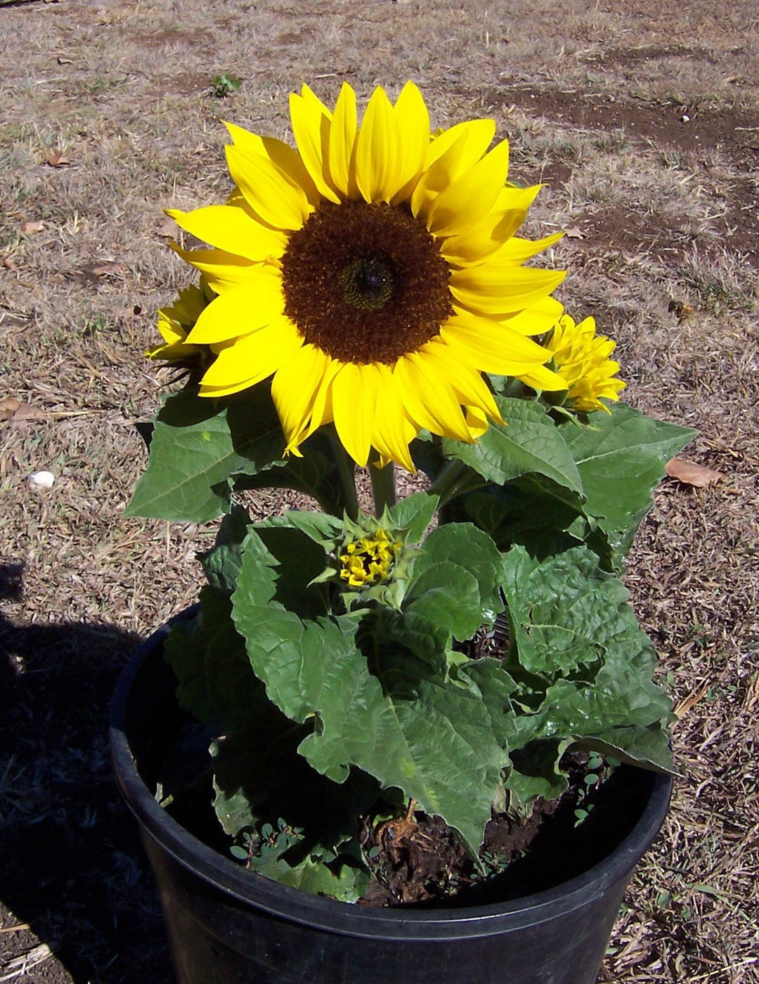 30 Dwarf Sunspot Sunflower Seeds- With Bonus! |Organic Non-GMO Heirloom