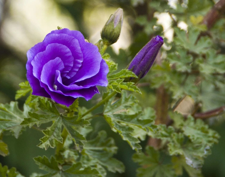 ~~Alyogyne huegelii Blue Hibiscus~~ Live Well Rooted STARTER Plant~~
