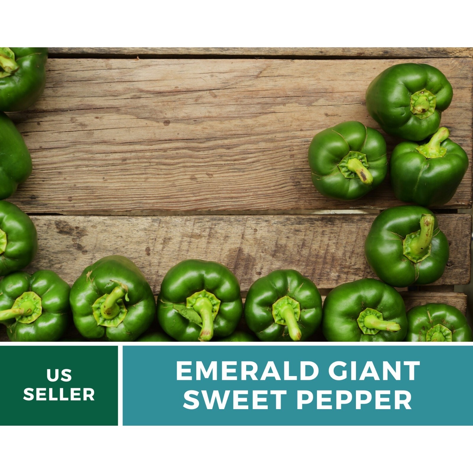 Pepper, Emerald Giant Sweet Bell – 30 Seeds – Heirloom (Capsicum annuum)