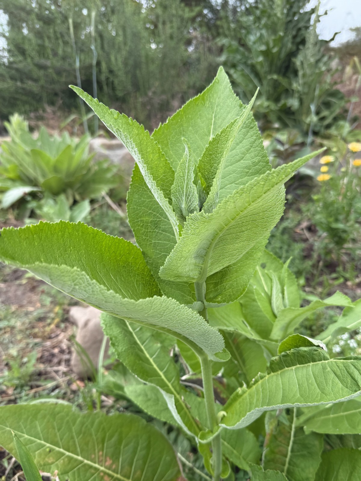 Elecampane Seeds for Planting: 50 Seed Packet Bulk Size Organic Herb Root NonGMO