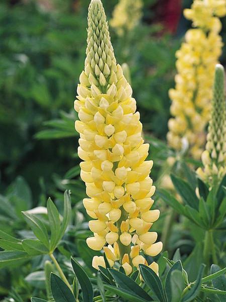 50+LUPINE RUSSELL MIX Seeds Native Wildflower Pollinators Cut Flowers Perennial