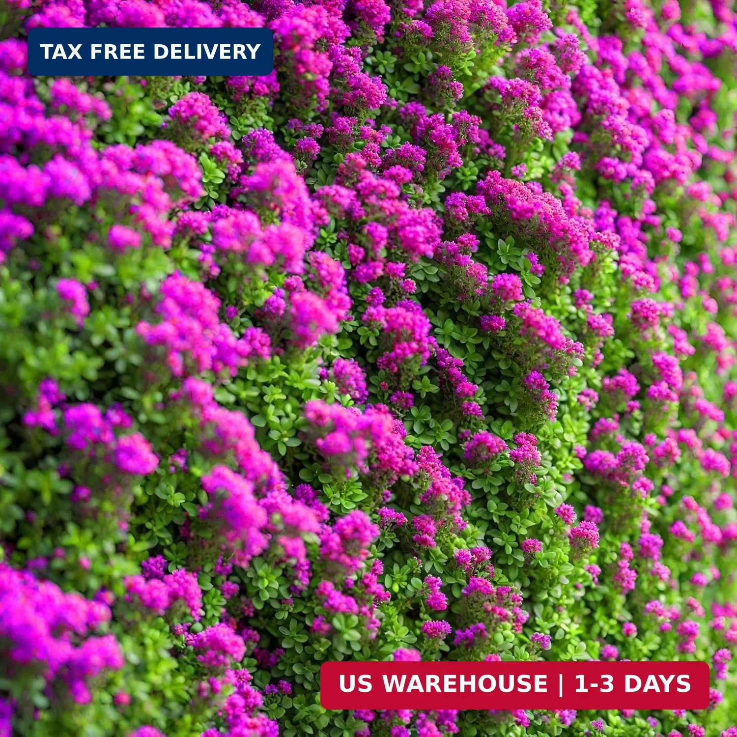 20000pcs Creeping Thyme Seeds for Planting Perennial Ground Cover Plants Heirloo