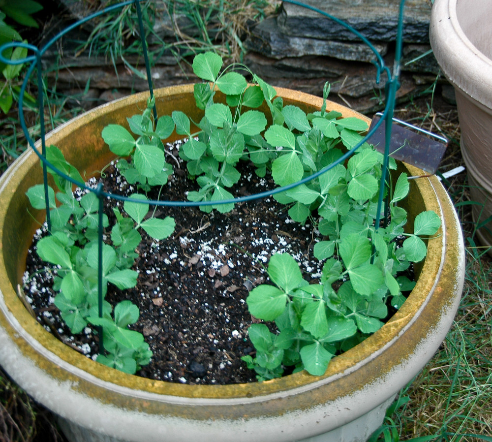 50+Sugar Pod SNOW PEAS Seeds Organic Spring Fall Vegetable Garden Container Easy