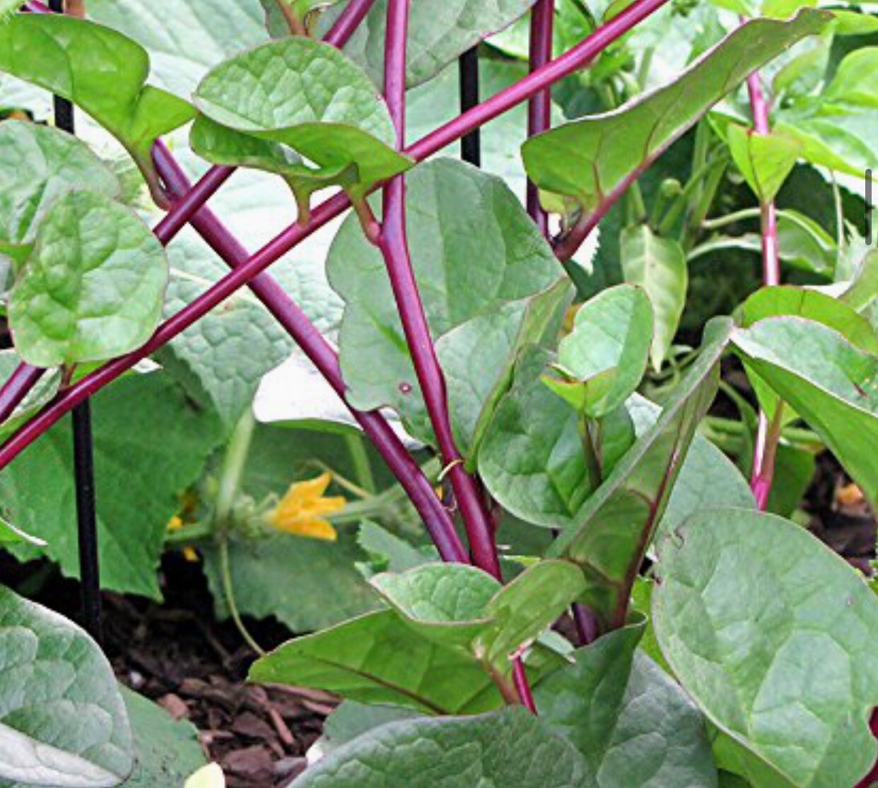300+ SEEDS Red Malabar Spinach Seeds, Mồng Tơi Đỏ, basella alba