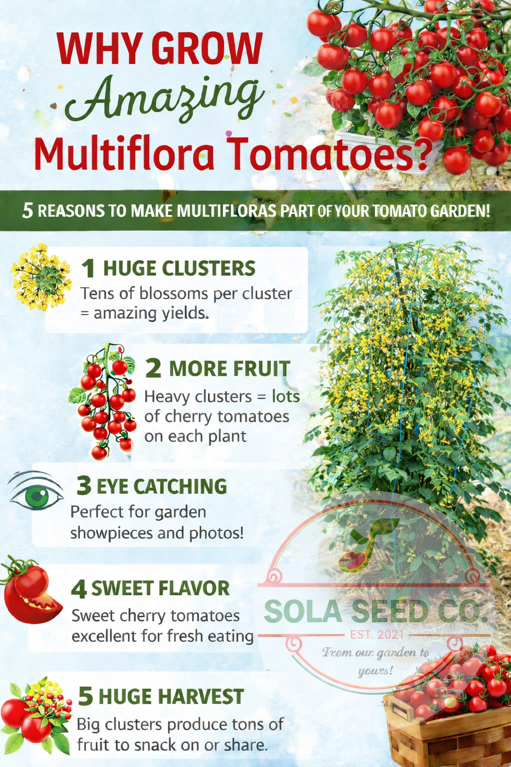 10 Barry’s Crazy Cherry Multi-Flora Tomato Seeds, Organic, Genuine USA