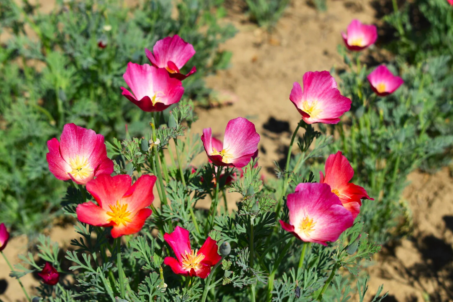 Carmine California Poppy Seeds | Pink Rose Purple Flower Seed 2024 Fast Shipping