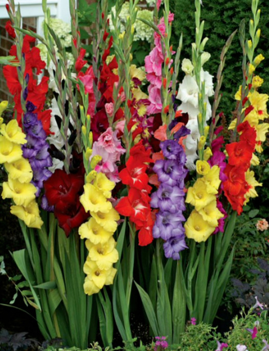 Gladiolus Flower Bulbs 30 Mix Colors Florist Bouquet Gladioli Sword Lily Plants